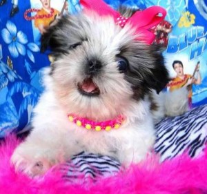 Shih Tzu Puppy Looking for a New Home