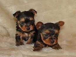 Lovable Yorkie Puppies