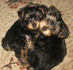 Home-raised Yorkie Puppies for Adoption