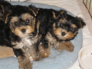 Home-raised Yorkie Puppies