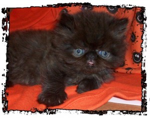 CFA Persian Kittens - PUREBRED