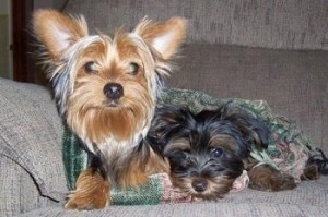 Yorkie Puppies