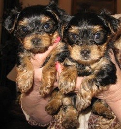 Sweet Yorkie Puppies