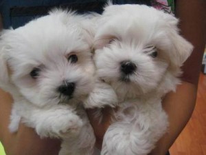 Family Raised Maltese Puppies