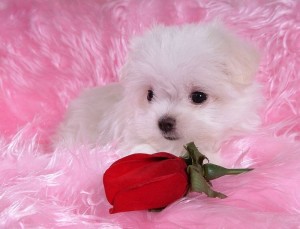 Lovely Maltese Puppies