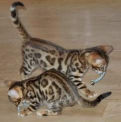 2 Charming Savannah F2 kittens