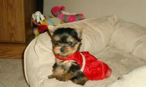 Yorkie Puppy