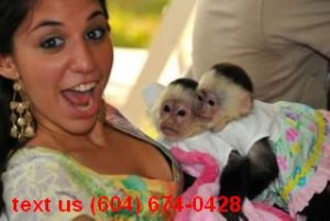 gorgeous capuchin monkeys for a caring home