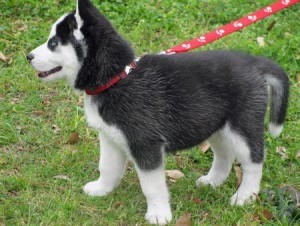 Siberian Husky Puppies