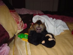 Female Capuchin Monkey
