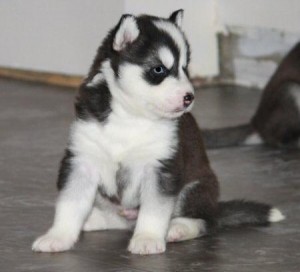 Purebred Siberian Huskies