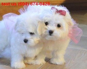Healthy And Affectionate Maltese Puppies for Adoption