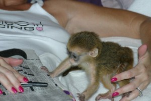 Capuchin Monkeys Available