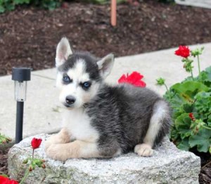 Registered Siberian Husky Puppies wormed, shots - $300