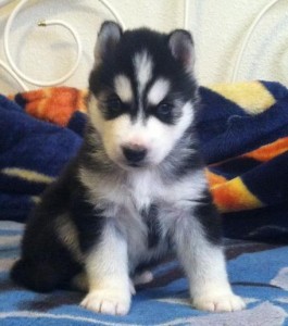 Siberian Husky Pups