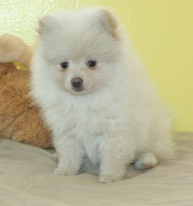 Pomeranian Puppies for Free Adoption
