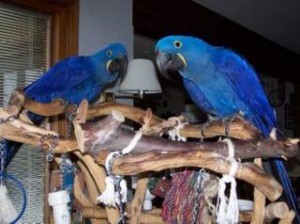 Intelligent Hyacinth Parrots