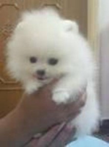 Pomeranian Pups for Adoption