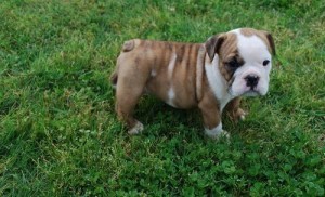 Two Wonderful English Bulldog Puppies for Adoption