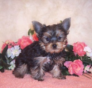 Yorkie Puppies Available for Re-homing.