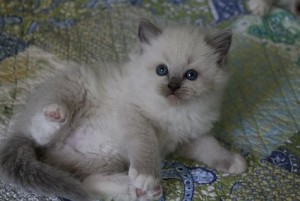 Two White Rogdoll Kittens