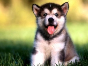 Alaskan Malamute Puppies for Adoption