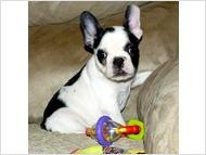 French Bulldog Puppy for Sale