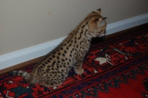 F2 Savannah kitten BIG PAWS!!