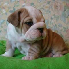 12 Weeks Old English Bulldog Pups