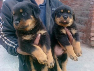 Rottweiler  Puppies for Re-homing