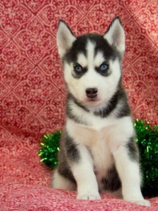 Purebred Siberian Husky Puppies