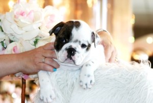 Cute english bulldog puppies seeking a good home