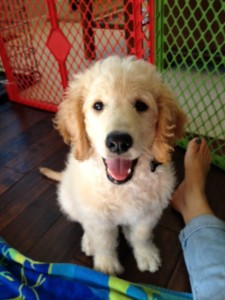 12 week old Goldendoodle puppy