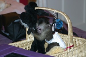 Capuchin Monkeys for Adoption