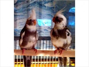 Hand Fed Pied Cockatiels for Sale