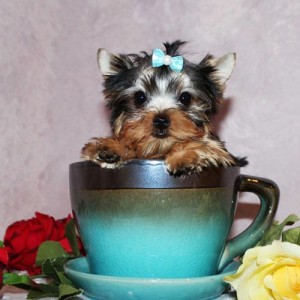 Teacup Yorkie Puppies Available