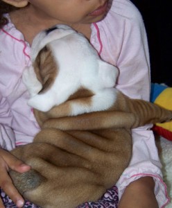 AKC English Bulldog Puppies