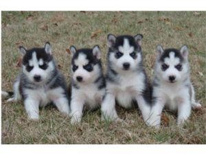 Gorgeous male and female Siberian Husky puppies