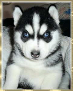 Siberian Husky Puppies Available