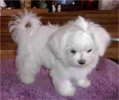 Awesome Male And Female Maltese Puppies