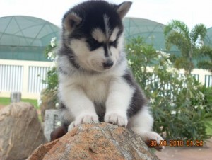 Siberian Husky Puppies for Free