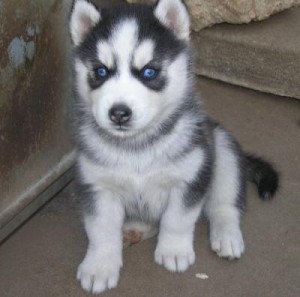 Marvelous Siberian Husky Puppies