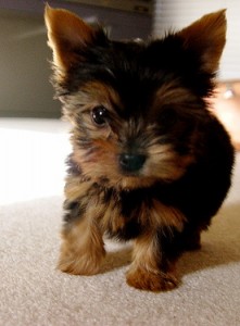 Tea-cup Yorkie Puppy