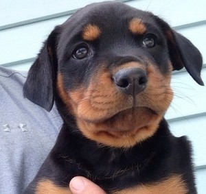 Full AKC Registration Rottweiler Puppies