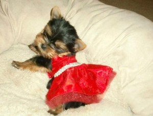 Female Yorkie Puppies