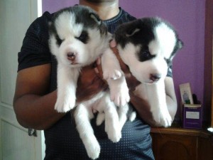 Purebred Siberian Husky Available