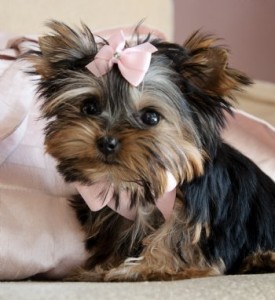 TINY TOY YORKIE PUPPIES