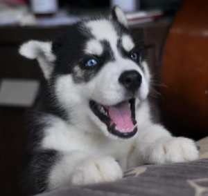 Beautiful Litter of 3 Siberian Husky Pups