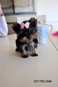 Teacup Yorkshire Terrier Pups