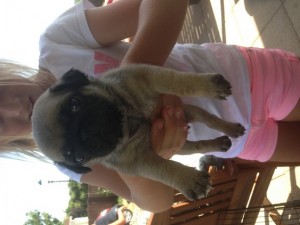 Pug Puppies For Sale